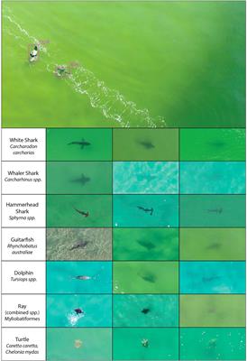 Assessing the ability of deep learning techniques to perform real-time identification of shark species in live streaming video from drones